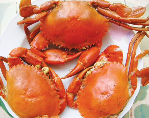 Chọn cua bể tươi để làm món chả giò cua thịt thơm ngon nhất